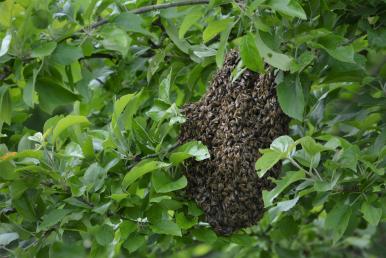Ein großer Bienenschwarm hängt als Cluster in einem Baum zwischen grünen Blättern.