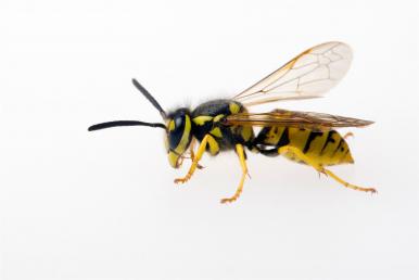 Nahaufnahme einer Wespe mit gelb-schwarzer Musterung auf weissem Hintergrund